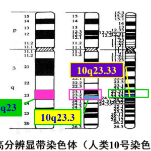 细胞染色体核型分析