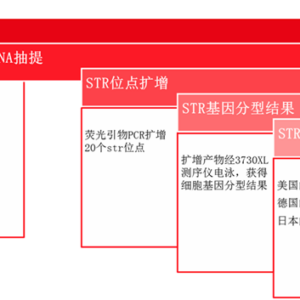 细胞STR鉴定
