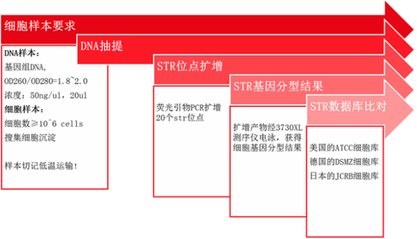 细胞STR鉴定