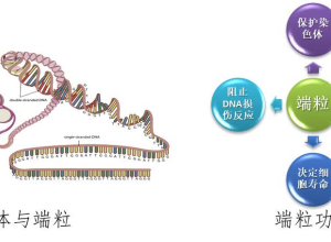 端粒长度检测