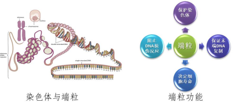 端粒长度检测
