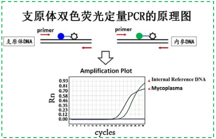 支原体检测服务 （高灵敏/快检/科研用）