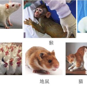 大小鼠遗传质量鉴定