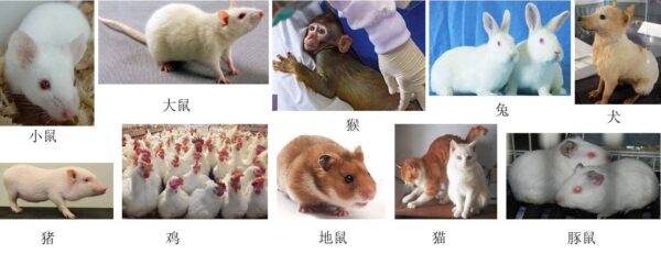 大小鼠遗传质量鉴定