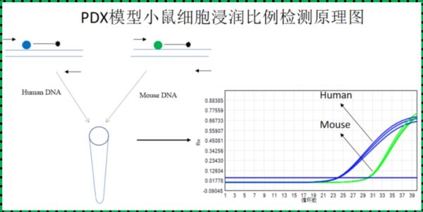 PDX模型小鼠细胞浸润状态检测试剂盒