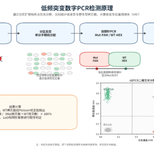 数字PCR低频突变与线粒体DNA拷贝数变异检测