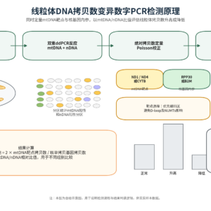数字PCR线粒体DNA拷贝数变异检测