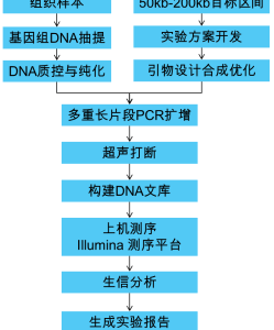 高同源区段SNP分型/重测序
